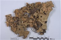 藏品(平滑牛皮葉衣)的圖片